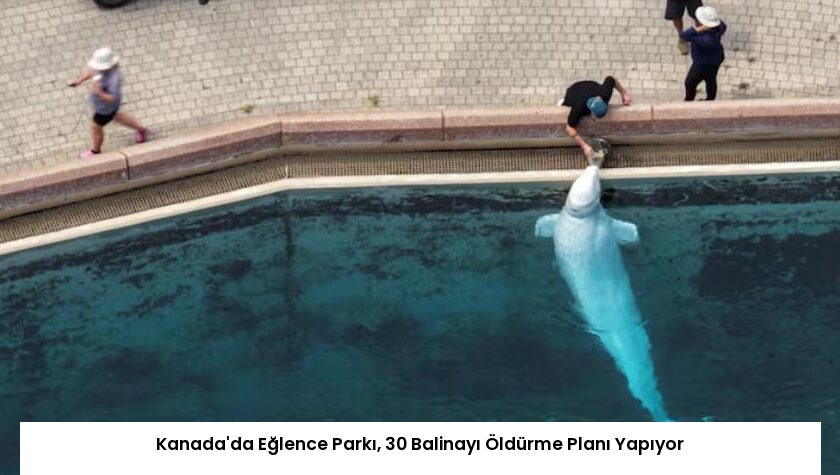 Kanada’da Eğlence Parkı, 30 Balinayı Öldürme Planı Yapıyor