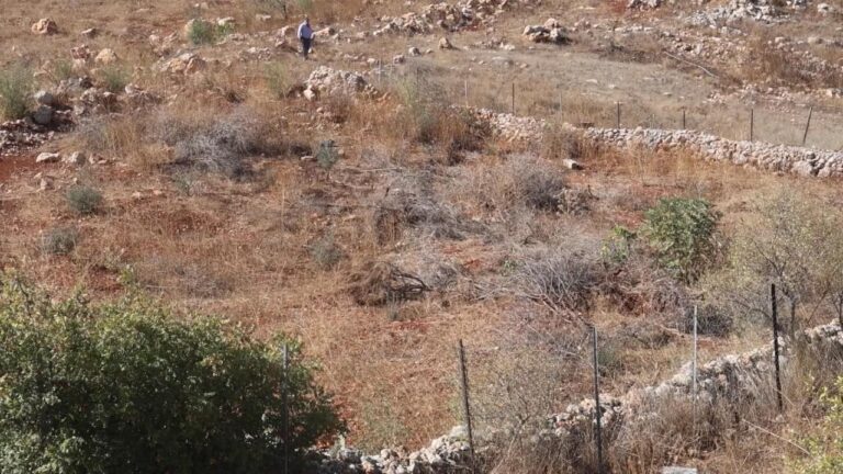 Lübnanlı Çiftçiler, İsrail Saldırılarının Ardından Zeytinliklerini Buldu