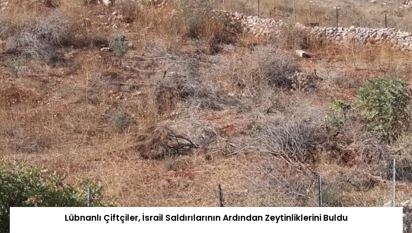 Lübnanlı Çiftçiler, İsrail Saldırılarının Ardından Zeytinliklerini Buldu