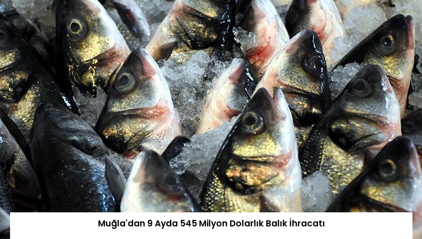 Muğla’dan 9 Ayda 545 Milyon Dolarlık Balık İhracatı
