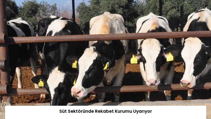 Süt Sektöründe Rekabet Kurumu Uyarıyor