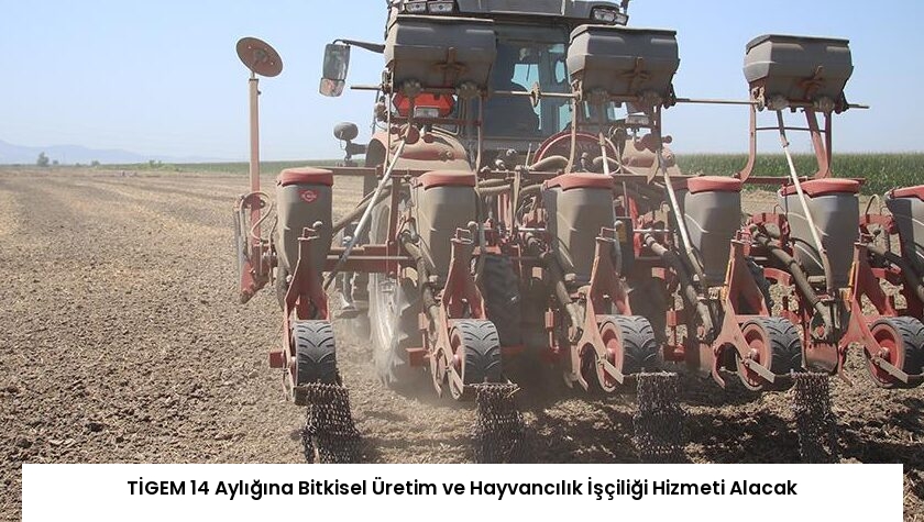 TİGEM 14 Aylığına Bitkisel Üretim ve Hayvancılık İşçiliği Hizmeti Alacak