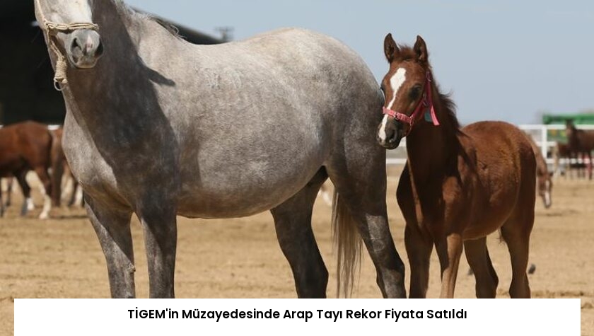 TİGEM’in Müzayedesinde Arap Tayı Rekor Fiyata Satıldı