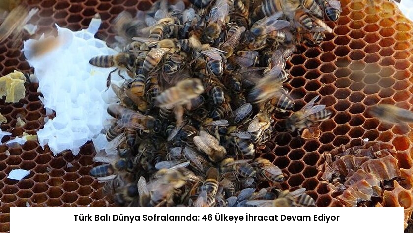 Türk Balı Dünya Sofralarında: 46 Ülkeye İhracat Devam Ediyor