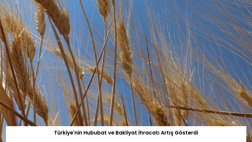 Türkiye’nin Hububat ve Bakliyat İhracatı Artış Gösterdi