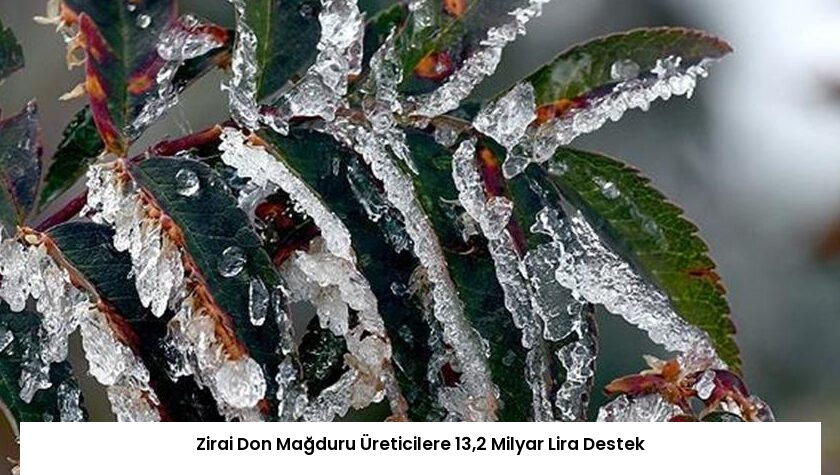 Zirai Don Mağduru Üreticilere 13,2 Milyar Lira Destek