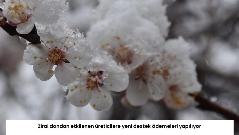 Zirai dondan etkilenen üreticilere yeni destek ödemeleri yapılıyor