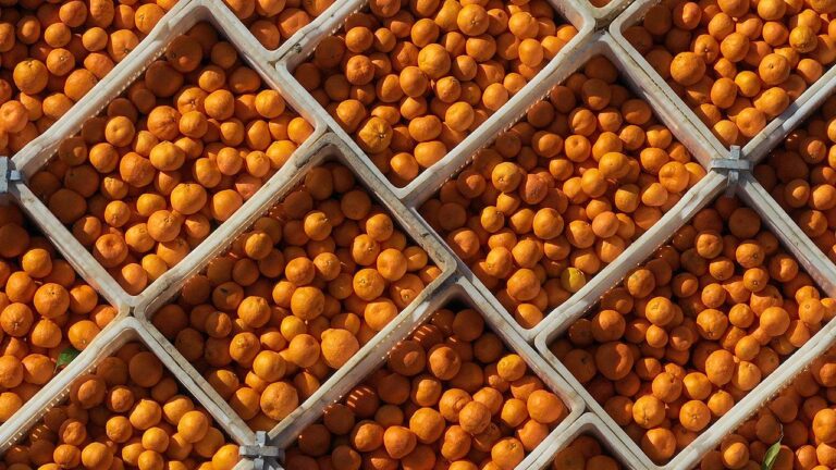 375 Milyon Dolarlık Mandalina İhracatı Rekor Kırdı