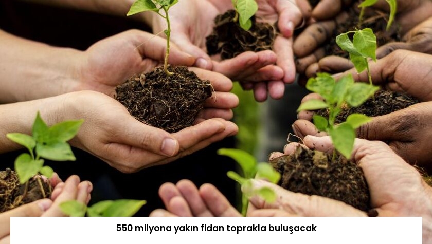 550 milyona yakın fidan toprakla buluşacak