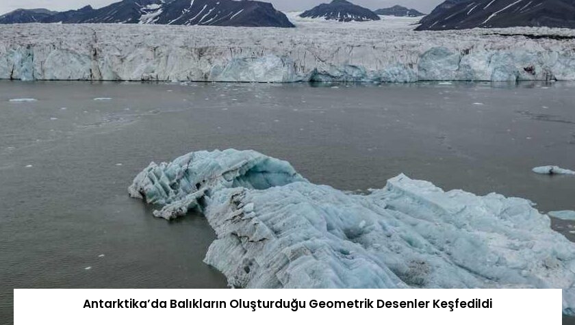 Antarktika’da Balıkların Oluşturduğu Geometrik Desenler Keşfedildi