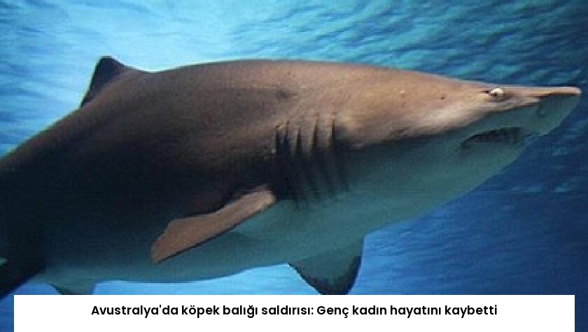 Avustralya’da köpek balığı saldırısı: Genç kadın hayatını kaybetti