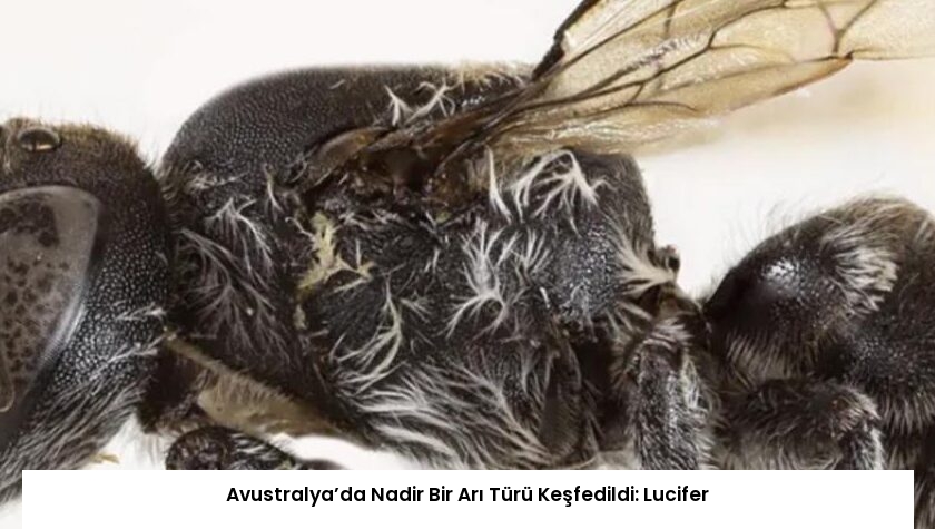 Avustralya’da Nadir Bir Arı Türü Keşfedildi: Lucifer
