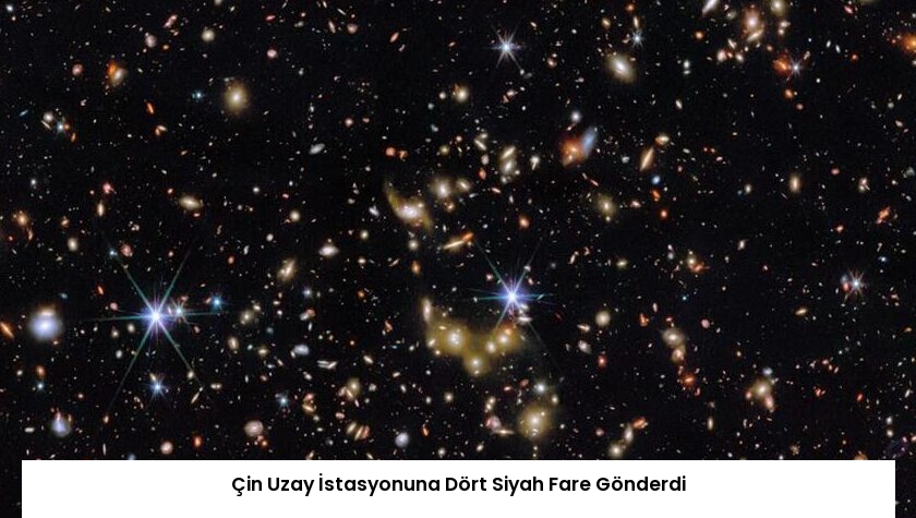 Çin Uzay İstasyonuna Dört Siyah Fare Gönderdi