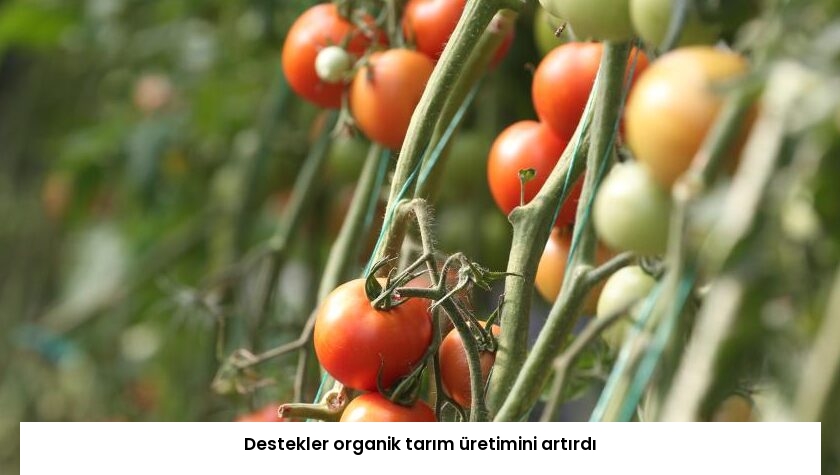 Destekler organik tarım üretimini artırdı