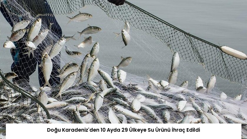 Doğu Karadeniz’den 10 Ayda 29 Ülkeye Su Ürünü İhraç Edildi