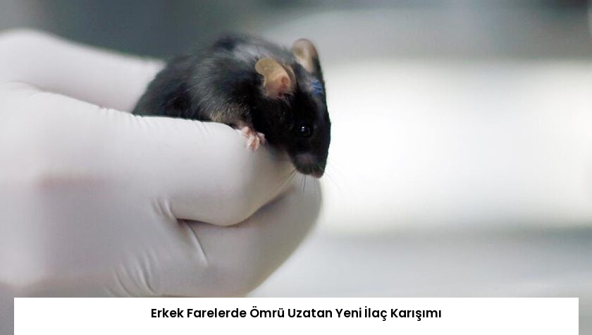 Erkek Farelerde Ömrü Uzatan Yeni İlaç Karışımı