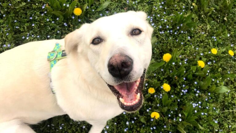 Golden Retriever Köpeklerinin İnsanlarla Benzer Genetik Özellikleri