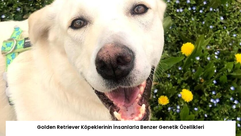 Golden Retriever Köpeklerinin İnsanlarla Benzer Genetik Özellikleri