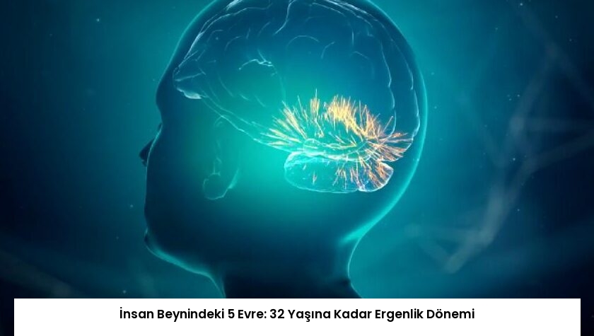 İnsan Beynindeki 5 Evre: 32 Yaşına Kadar Ergenlik Dönemi