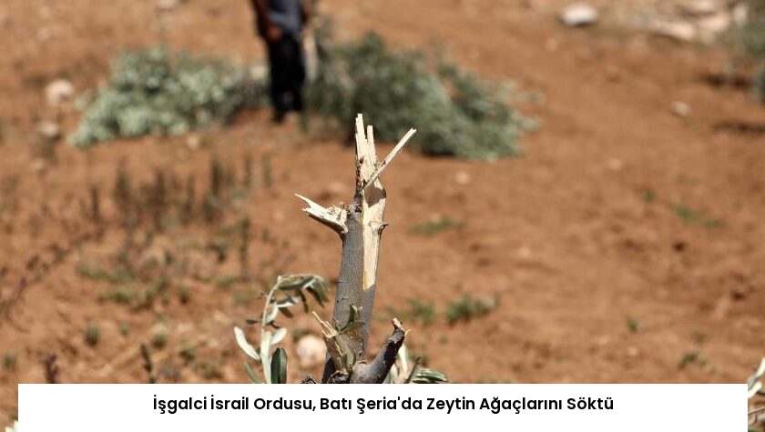 İşgalci İsrail Ordusu, Batı Şeria’da Zeytin Ağaçlarını Söktü