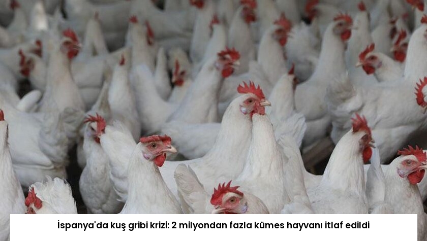 İspanya’da kuş gribi krizi: 2 milyondan fazla kümes hayvanı itlaf edildi