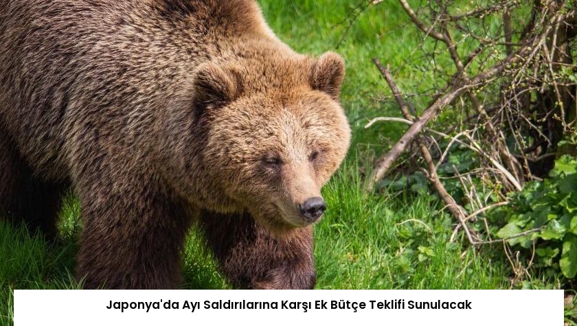 Japonya’da Ayı Saldırılarına Karşı Ek Bütçe Teklifi Sunulacak