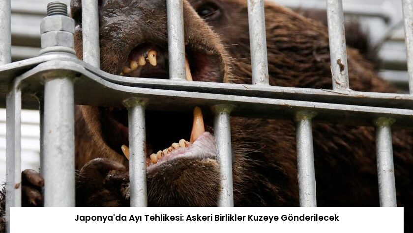 Japonya’da Ayı Tehlikesi: Askeri Birlikler Kuzeye Gönderilecek