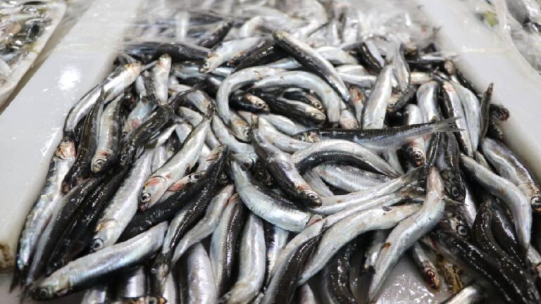 Karadeniz’in lezzetli hamsisi Avrupa sofralarını süslüyor