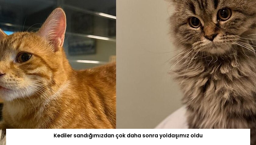 Kediler sandığımızdan çok daha sonra yoldaşımız oldu