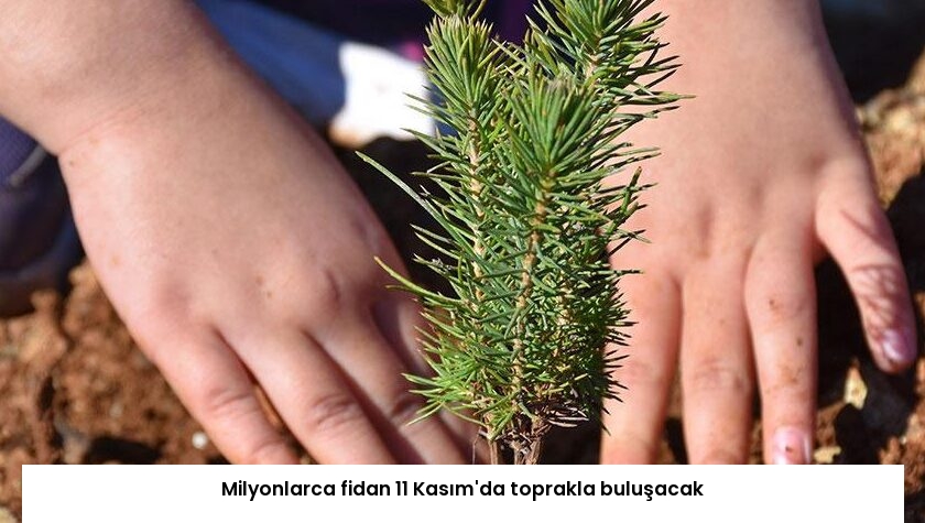 Milyonlarca fidan 11 Kasım’da toprakla buluşacak