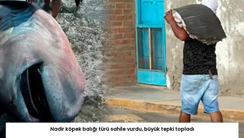 Nadir köpek balığı türü sahile vurdu, büyük tepki topladı