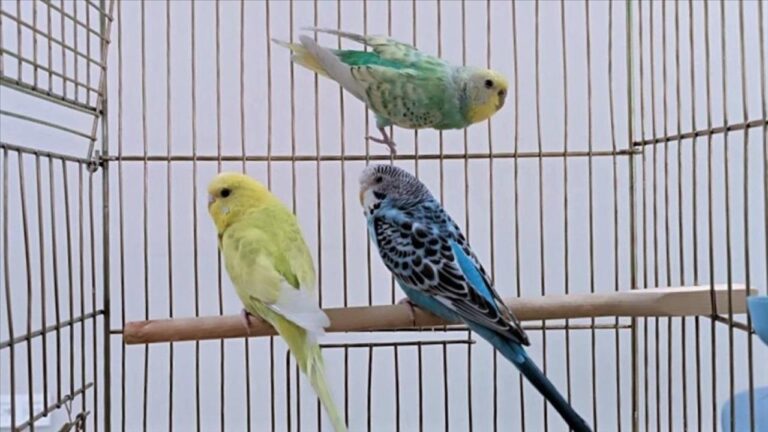 Petshoplarda yaban hayvanı satışı için ruhsat şartı