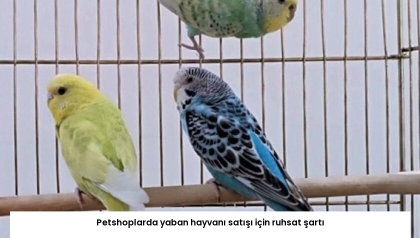 Petshoplarda yaban hayvanı satışı için ruhsat şartı