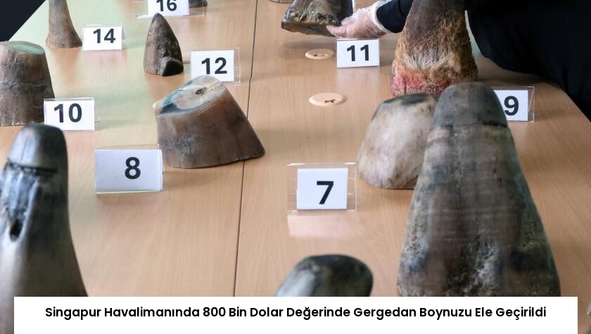 Singapur Havalimanında 800 Bin Dolar Değerinde Gergedan Boynuzu Ele Geçirildi