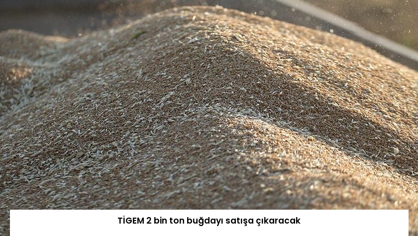 TİGEM 2 bin ton buğdayı satışa çıkaracak