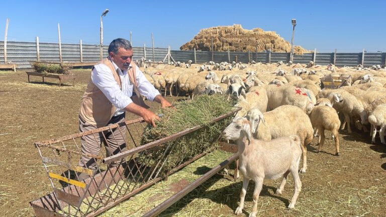 TİGEM, 5 Bin 150 Küçükbaş Hayvanı Satışa Çıkaracak