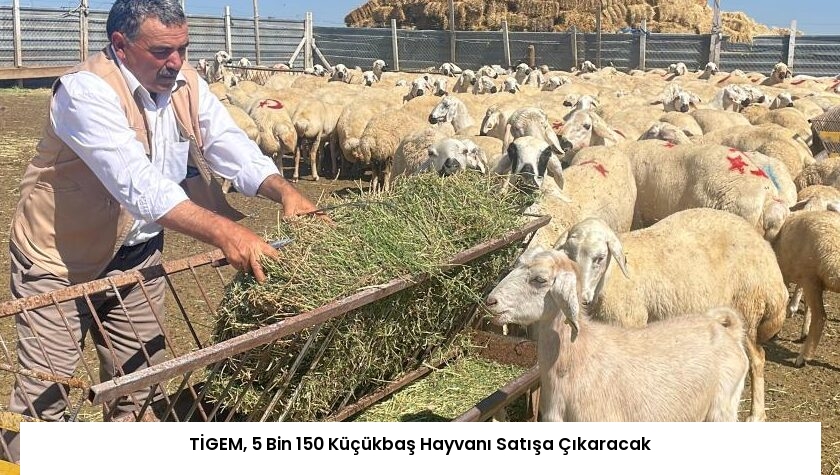 TİGEM, 5 Bin 150 Küçükbaş Hayvanı Satışa Çıkaracak