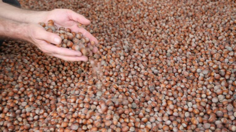 Türkiye’nin Fındık İhracatından 10 Ayda 1,8 Milyar Dolar Gelir