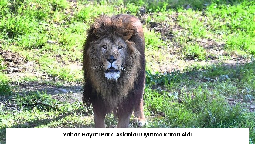 Yaban Hayatı Parkı Aslanları Uyutma Kararı Aldı