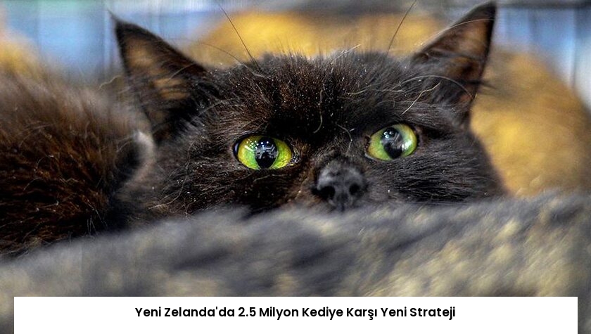 Yeni Zelanda’da 2.5 Milyon Kediye Karşı Yeni Strateji