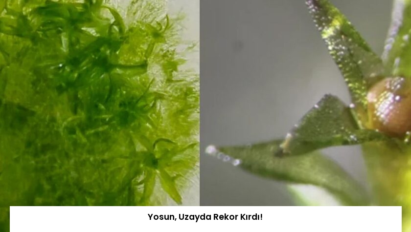 Yosun, Uzayda Rekor Kırdı!