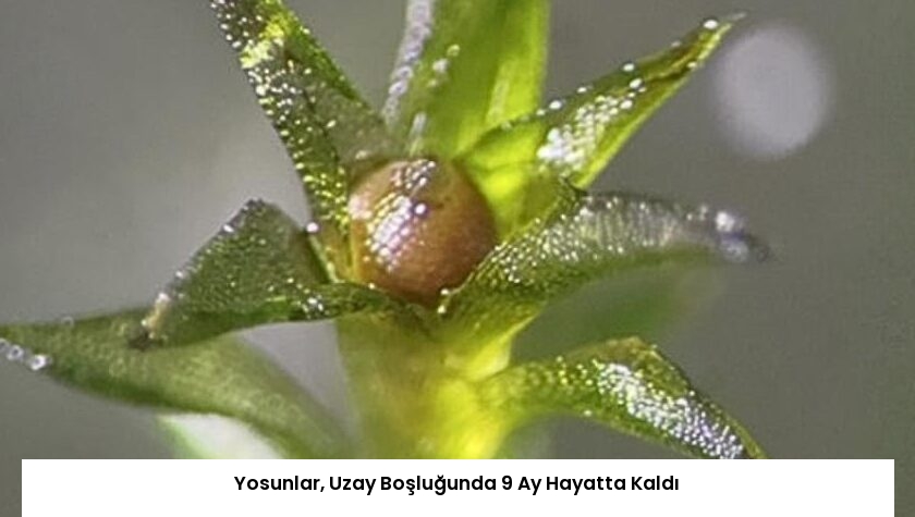 Yosunlar, Uzay Boşluğunda 9 Ay Hayatta Kaldı
