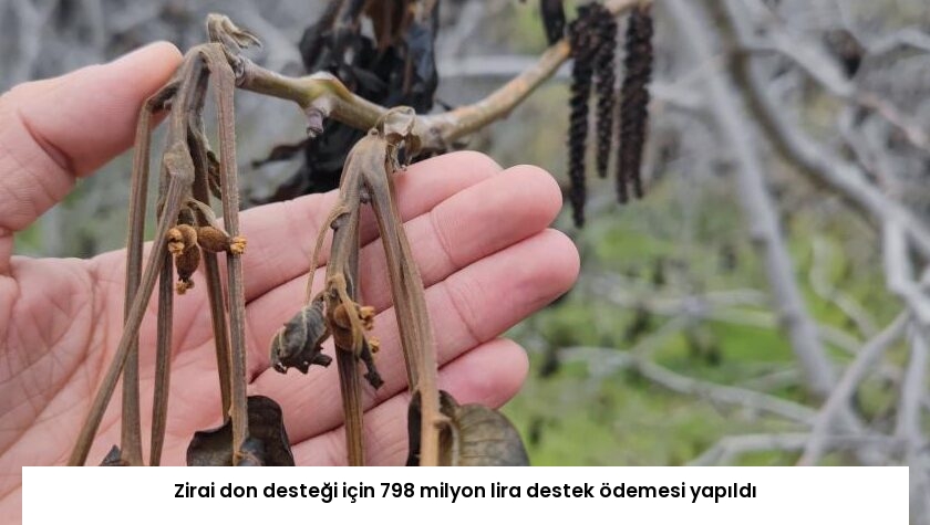 Zirai don desteği için 798 milyon lira destek ödemesi yapıldı