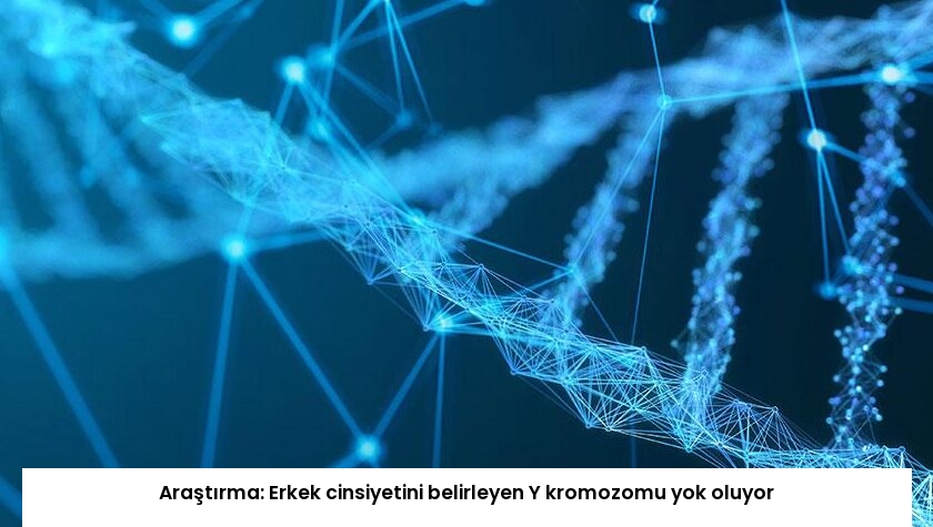 Araştırma: Erkek cinsiyetini belirleyen Y kromozomu yok oluyor