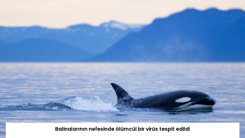 Balinalarının nefesinde ölümcül bir virüs tespit edildi