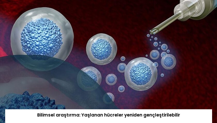 Bilimsel araştırma: Yaşlanan hücreler yeniden gençleştirilebilir