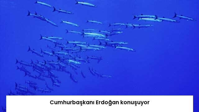 Cumhurbaşkanı Erdoğan konuşuyor