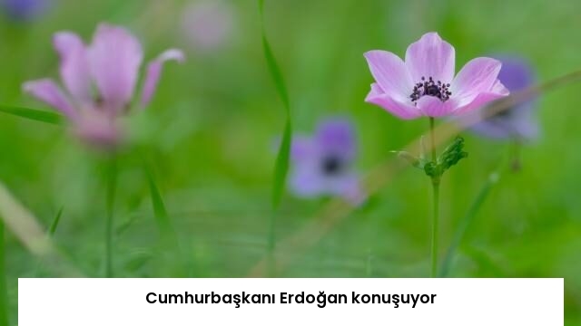 Cumhurbaşkanı Erdoğan konuşuyor