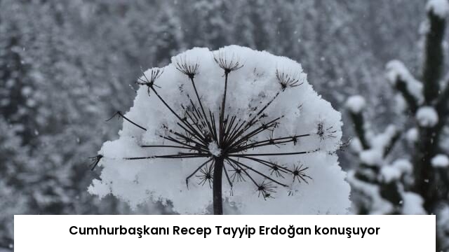 Cumhurbaşkanı Recep Tayyip Erdoğan konuşuyor
