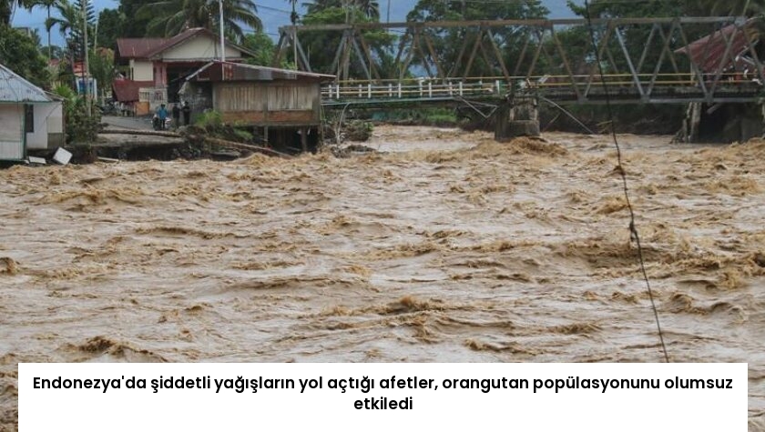 Endonezya’da şiddetli yağışların yol açtığı afetler, orangutan popülasyonunu olumsuz etkiledi